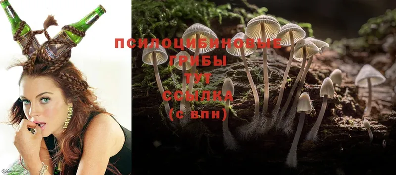 Галлюциногенные грибы Psilocybe  kraken как зайти  Бодайбо 